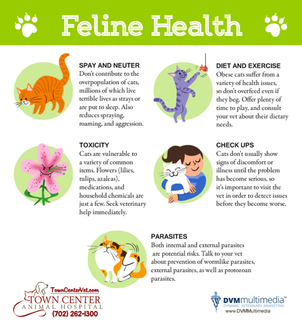 TCAH DVM - Feline Health