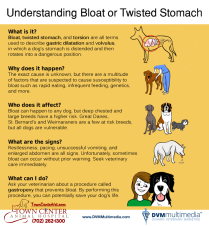 TCAH DVM - Bloat Twisted Stomach